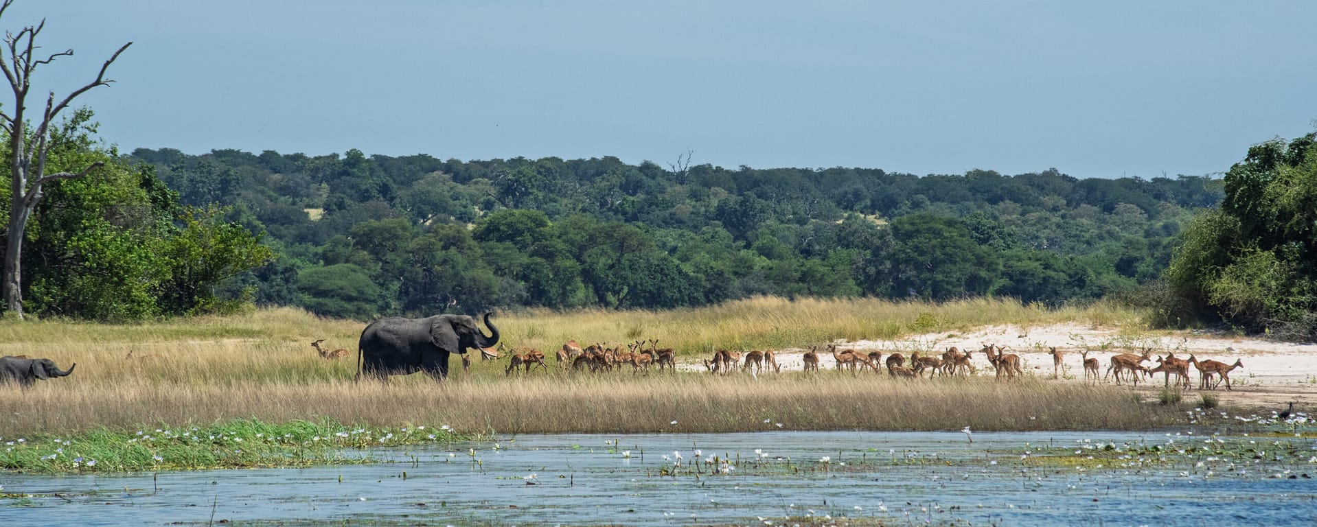 Panorama print: Chobe river 90x36
