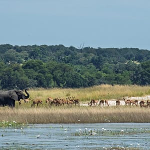 Panorama print: Chobe river 90x36